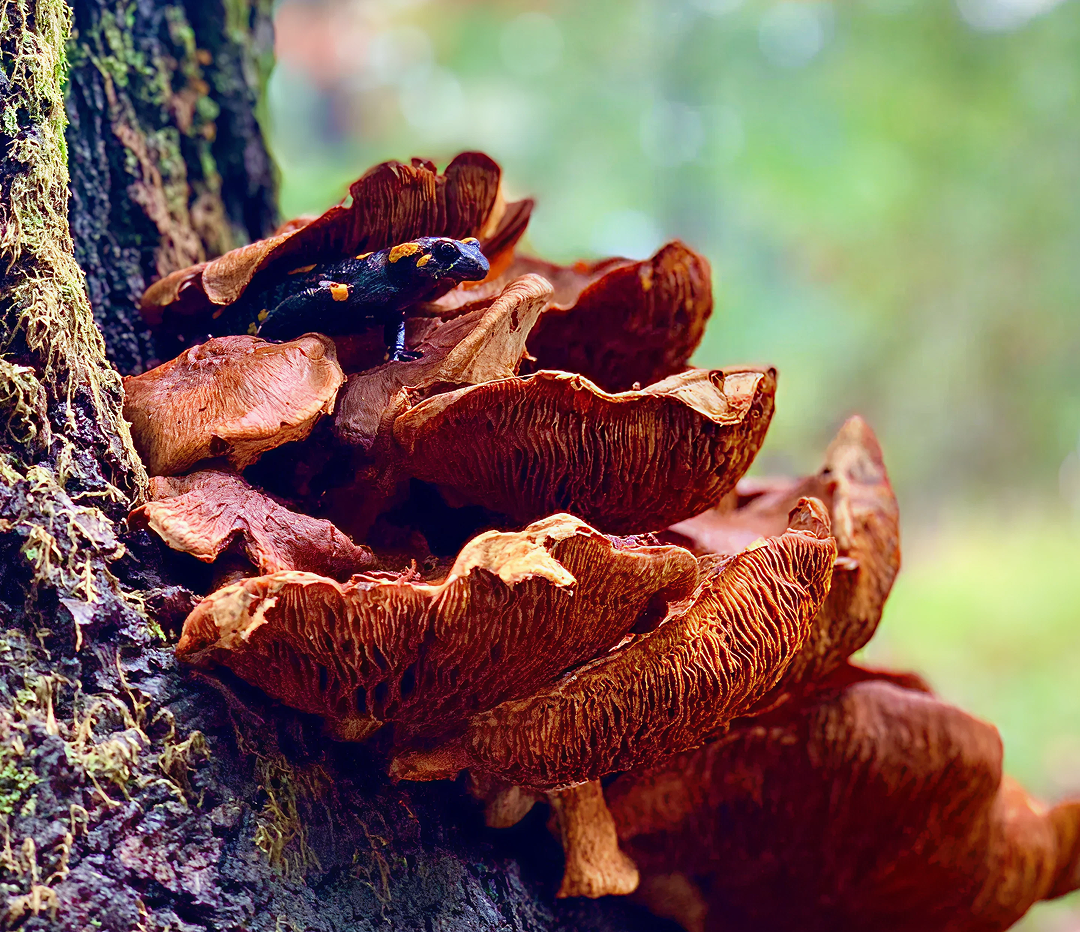 De la naturaleza a tu taza